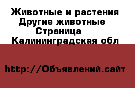 Животные и растения Другие животные - Страница 2 . Калининградская обл.